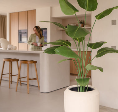 Welke Strelitzia Kunstplant past bij jou?