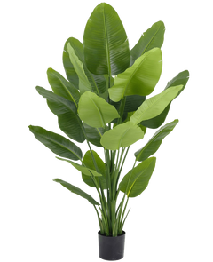 Kunst Strelitzia
