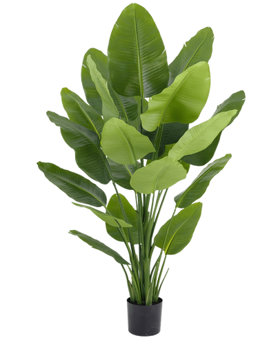 Kunst Strelitzia