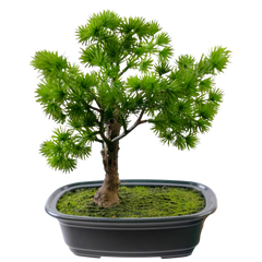 Kunst Bonsai