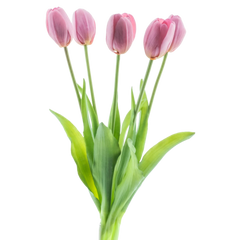 Kunst Tulpen