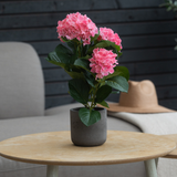 De Kunstplant Hortensia Roze UV 35 cm staat op een ronde houten tafel, met een grijze fauteuil, beige hoed en donkere houten muur op de achtergrond.