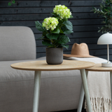 De Kunstplant Hortensia Groen UV 35 cm staat op een houten tafel voor een grijze bank, vergezeld van een beige hoed en witte lamp, met een donkere houten muur op de achtergrond.