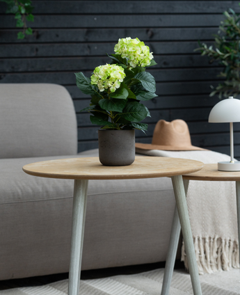 De Kunstplant Hortensia Groen UV 35 cm staat op een houten tafel voor een grijze bank, vergezeld van een beige hoed en witte lamp, met een donkere houten muur op de achtergrond.