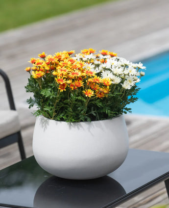 Een Kunstplant Daisy UV van 31 cm, met oranje, gele en witte madeliefjes in een witte pot, staat op een zwarte tafel naast een zwembad met een houten terras.