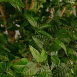 Close-up van weelderige groene bladeren aan de Kunst Appelboom van 240 cm, met zichtbare nerven en stengels, die een dichte, natuurlijke achtergrond vormen. Het licht benadrukt de textuur en de levendige kleur van het gebladerte, waardoor dit kunstboom-interieurstuk een opvallende aanvulling is op elke ruimte.