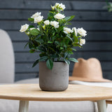 Op een lichte houten tafel staat een Kunstplant Patio-roos van 35 cm in de kleur crème UV met witte bloesems. Op de achtergrond zijn een grijze muur, een beige stoel en een lichtbruine hoed te zien.
