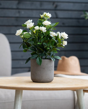 Op een lichte houten tafel staat een Kunstplant Patio-roos van 35 cm in de kleur crème UV met witte bloesems. Op de achtergrond zijn een grijze muur, een beige stoel en een lichtbruine hoed te zien.