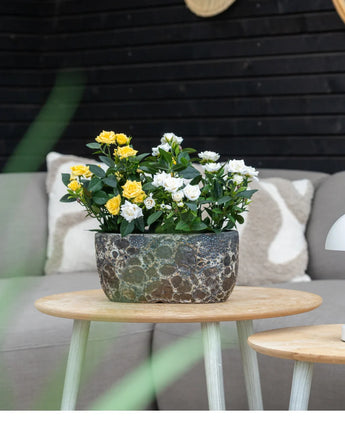 Een Kunstplant Patio-roos 35 cm crème UV staat op een houten tafel voor een grijze bank met kussens met patronen, tegen een achtergrond van donkerhouten wanden.