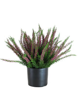 De Kunstplant Erica 33 cm is een rechtopstaande kunstplant in een zwarte pot, met bossige groene bladeren en talloze lange stelen versierd met kleine paarse en roze bloemen die zich naar buiten verspreiden.