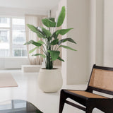 De Kunstplant Strelitzia Real Touch Deluxe 180 cm staat op een witte vloer in een lichte, minimalistische woonkamer met witte muren, transparante ramen en een donkere houten stoel met een geweven zitting en rugleuning.