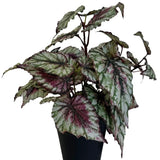 De Kunstplant Begonia in pot 25cm heeft grote, gekartelde bladeren in groene, witte en dieprode tinten, prachtig tegen een effen witte achtergrond.