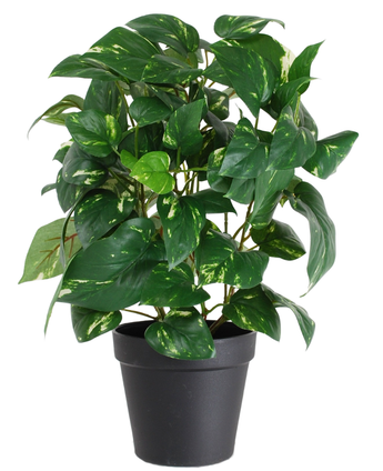 De Kunstplant Gouden Wijnstok in Pot 40cm heeft hartvormige groene bladeren met gele schakeringen, gepresenteerd in een strakke zwarte pot en tegen een witte achtergrond.