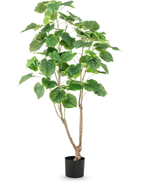 De Kunstplant Ficus 150 cm heeft meerdere slanke bruine stengels en grote, brede groene bladeren, gepresenteerd in een hoge pot tegen een effen witte achtergrond.