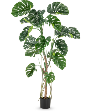 De Kunstplant Monstera 180 cm is een hoge kunstplant met grote, glanzende, gespleten groene bladeren in een kleine zwarte pot, afgebeeld tegen een effen witte achtergrond.