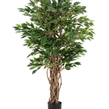 De Kunstplant Ficus Liana 120 cm heeft gevlochten bruine stammen en weelderige groene bladeren in een zwarte pot, waardoor het een elegante keuze is voor elke ficus collectie of kantoorplant display.