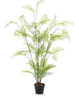 De Kunst varen van 120 cm heeft lange, slanke stengels en kleine, fijne groene blaadjes, die elegant in een pot zijn gerangschikt tegen een effen witte achtergrond – een ideale, onderhoudsvriendelijke kamerplant voor jouw interieur.