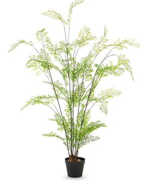 De Kunst varen van 120 cm heeft lange, slanke stengels en kleine, fijne groene blaadjes, die elegant in een pot zijn gerangschikt tegen een effen witte achtergrond – een ideale, onderhoudsvriendelijke kamerplant voor jouw interieur.