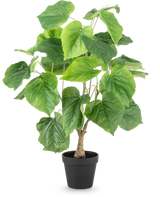 De Kunstplant Ficus 60 cm heeft grote, groene, hartvormige bladeren en een gestructureerde stam in een eenvoudige zwarte plastic pot, tegen een witte achtergrond.