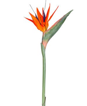 De Kunstbloem Strelitzia 86 cm rood/paars heeft levendige rode en paarse bloemblaadjes op een lange groene steel, gepresenteerd als een enkele, onderhoudsvrije kunstbloem geïsoleerd tegen een witte achtergrond.