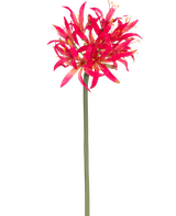 De Kunstbloem Nerine 70 cm fuchsia heeft een lange groene stengel met daarop een grote tros fuchsia, piekerige bloemblaadjes die fel afsteken tegen een effen witte achtergrond.