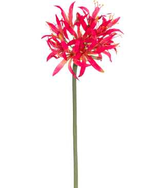 De Kunstbloem Nerine 70 cm fuchsia heeft een lange groene stengel met daarop een grote tros fuchsia, piekerige bloemblaadjes die fel afsteken tegen een effen witte achtergrond.