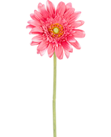 Een Kunstbloem Gerbera 55 cm roze, met een gele kern en groen staal, geïsoleerd op een witte achtergrond.