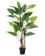 De Kunstplant Alocasia 240 cm is een hoge kunstplant met grote groene bladeren en meerdere stengels in een zwarte pot, tegen een effen witte achtergrond.