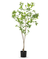 De Kunstplant Pieris Japonica 150 cm heeft slanke takken en overvloedige groene bladeren in een eenvoudige zwarte pot, tegen een witte achtergrond.