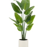 De Kunstplant Strelitzia Real Touch, 150 cm hoog met brede groene bladeren en meerdere stelen, wordt kant-en-klaar geleverd in een beige pot-een levensechte potplant ideaal voor moderne ruimtes.