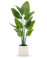 De Kunstplant Strelitzia Real Touch, 150 cm hoog met brede groene bladeren en meerdere stelen, wordt kant-en-klaar geleverd in een beige pot-een levensechte potplant ideaal voor moderne ruimtes.