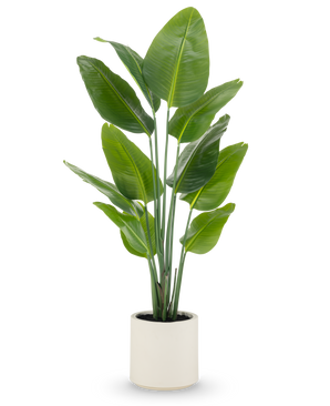 De Kunstplant Strelitzia Real Touch, 150 cm hoog met brede groene bladeren en meerdere stelen, wordt kant-en-klaar geleverd in een beige pot-een levensechte potplant ideaal voor moderne ruimtes.