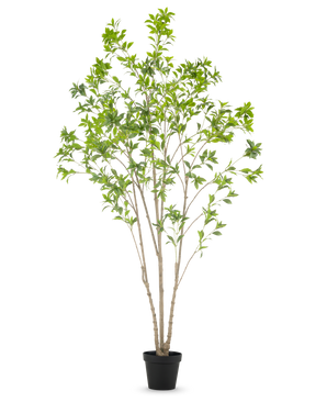 De Kunstplant Pieris Japonica 240 cm is een hoge kunstboom voor binnen met meerdere slanke stammen en weelderige groene bladeren, in een eenvoudige zwarte pot tegen een witte achtergrond.