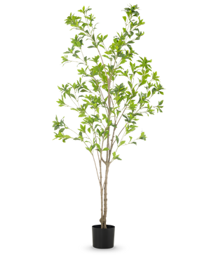 De Kunstplant Pieris Japonica 180 cm is een hoge kunstboom in pot met meerdere slanke bruine stammen en weelderige groene bladeren tegen een effen witte achtergrond.