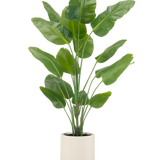 De Kunstplant Strelitzia Real Touch 180 cm wordt kant-en-klaar geleverd in een beige pot, met hoge, rechtopstaande stelen met grote, glanzend groene bladeren tegen een effen witte achtergrond.