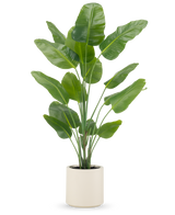 De Kunstplant Strelitzia Real Touch 180 cm wordt kant-en-klaar geleverd in een beige pot, met hoge, rechtopstaande stelen met grote, glanzend groene bladeren tegen een effen witte achtergrond.