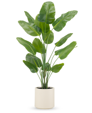 De Kunstplant Strelitzia Real Touch 180 cm wordt kant-en-klaar geleverd in een beige pot, met hoge, rechtopstaande stelen met grote, glanzend groene bladeren tegen een effen witte achtergrond.