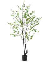 De Kunstplant Enkianthus 210 cm heeft een hoog, slank ontwerp met donkere stengels en takken versierd met kleine lichtgroene bladeren, tegen een effen witte achtergrond.