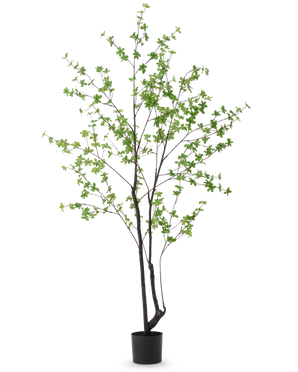 De Kunstplant Enkianthus 210 cm heeft een hoog, slank ontwerp met donkere stengels en takken versierd met kleine lichtgroene bladeren, tegen een effen witte achtergrond.