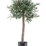 De Kunst olijfboom UV 85 cm heeft een rechte stam, dichte groene bladeren en kleine zwarte olijven. Deze onderhoudsvriendelijke kunstplant in zwarte pot blijft altijd mooi en is perfect voor binnen of buiten dankzij de UV-bestendigheid.