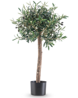 De Kunst olijfboom UV 85 cm heeft een rechte stam, dichte groene bladeren en kleine zwarte olijven. Deze onderhoudsvriendelijke kunstplant in zwarte pot blijft altijd mooi en is perfect voor binnen of buiten dankzij de UV-bestendigheid.