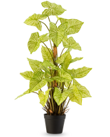 De Kunstplant Trapa Bispinosa 90 cm wit is een kunstplant in pot met levendige lichtgroene bladeren en opvallende bleke nerven, gerangschikt in een compacte zwarte pot en afgebeeld tegen een effen witte achtergrond.
