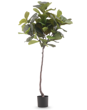 De Kunstplant Ficus Tabaksplant Deluxe 180 cm is een hoge kunstplant met grote, glanzende groene bladeren en een slanke bruine stam, tegen een effen witte achtergrond.