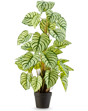 De Kunstplant Anthurium 90 cm groen is een kunstplant in pot met grote, ovale groen-wit gestreepte bladeren, rechtopstaand in een zwarte pot tegen een effen witte achtergrond.