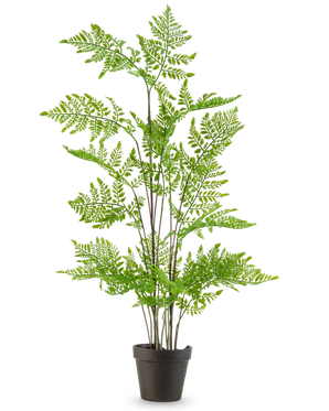 De Kunst varen plant 85 cm heeft delicate, vederlichte groene bladeren en meerdere lange, slanke stelen, gepresenteerd in een pot tegen een effen witte achtergrond.