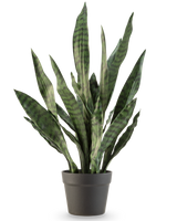 De Kunstplant Sansevieria Zeylanica 71 cm heeft lange, rechtopstaande groene bladeren met donkere horizontale strepen, in een eenvoudige donkergrijze pot tegen een effen witte achtergrond.
