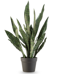 Kunstplant Sansevieria Zeylanica 71 cm