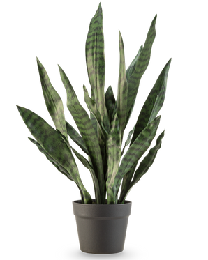 De Kunstplant Sansevieria Zeylanica 71 cm heeft lange, rechtopstaande groene bladeren met donkere horizontale strepen, in een eenvoudige donkergrijze pot tegen een effen witte achtergrond.