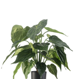 De Kunstplant Alocasia UV 51 cm heeft grote, glanzende, hartvormige bladeren en staat in een strakke zwarte bak tegen een effen witte achtergrond.