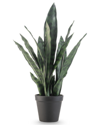 Kunstplant Sansevieria Zeylanica 44 cm
